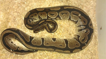 Classic 100% het Pied DNZ 08