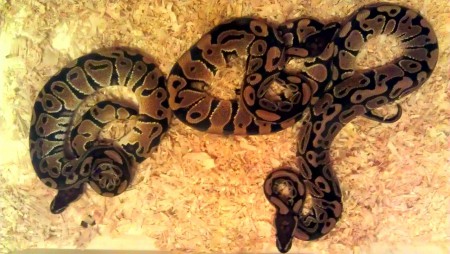 Enchi Odd (Chocolate) ENZ 13