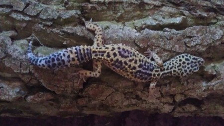 Lavender Jungle het Albino