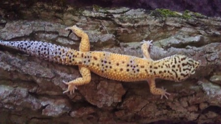 Super Gaint White Yellow SHT het Murphy Patternless het Albino