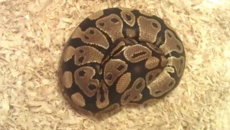 2,0 Classic het Pied DNZ 13