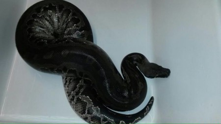 Blutpython (Curtus Curtus Black Head)