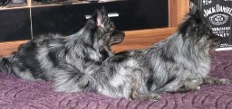 Kleinspitze Tricolorblue Merle