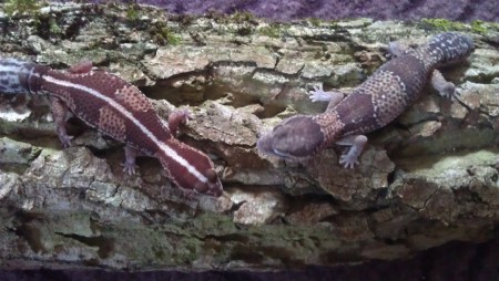 Afrikanische Fettschwanzgecko