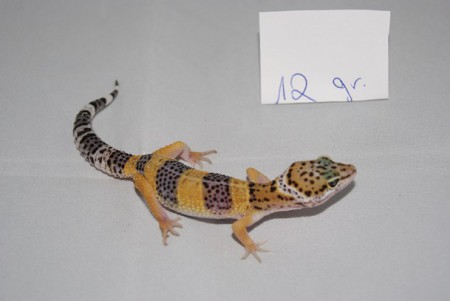 Giant Tangerine (Enigma) poss het Murphy Patternless poss het Raptor poss het Blizzard ENZ 15