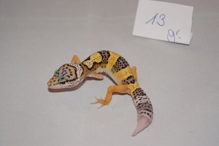 Giant Hypo r het Tremper Albino Poss het Murphy Patternless poss het Raptor poss het Blizzard ENZ 15